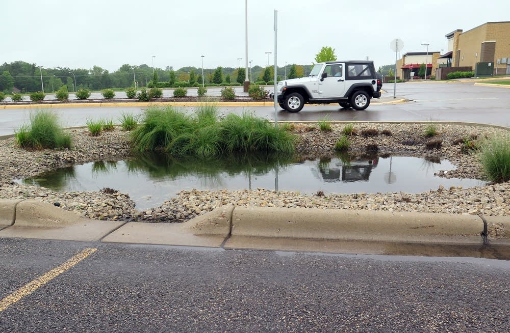 Rain Gardens; Image credit mprnews.org