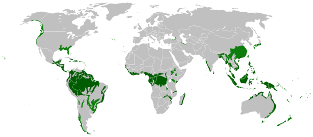 Where are rainforests found; Image Wikipedia