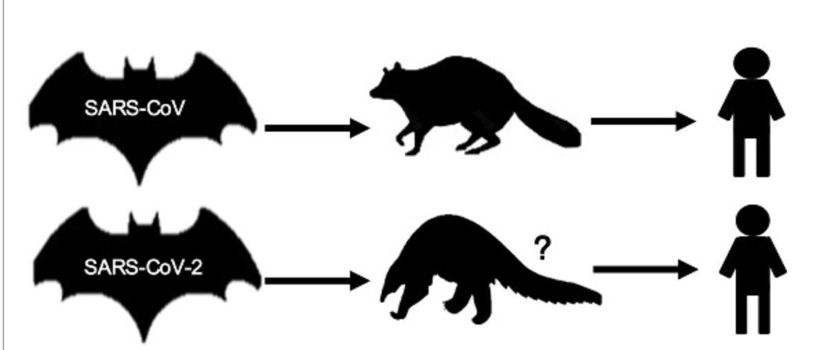 Image Intl Journal of Biological Sciences