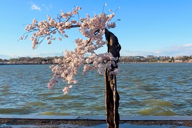 Stumpy, the cherry blossom tree affected by rising waters; Image WTOP