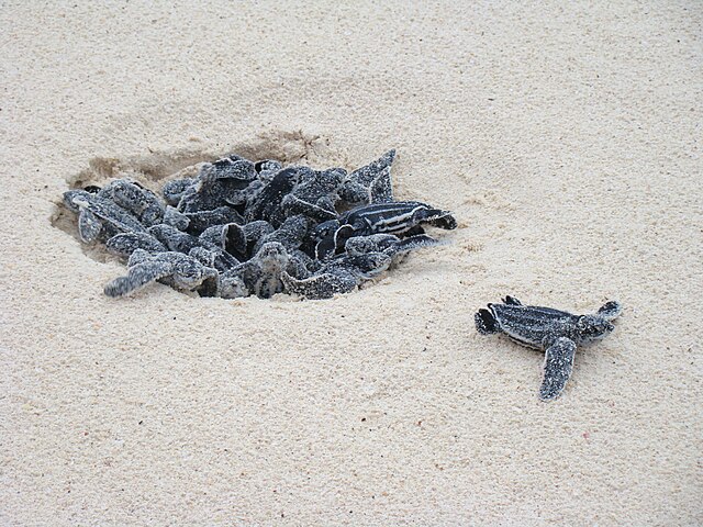 Baby turtles emerge from their nest; Image Wikipedia
