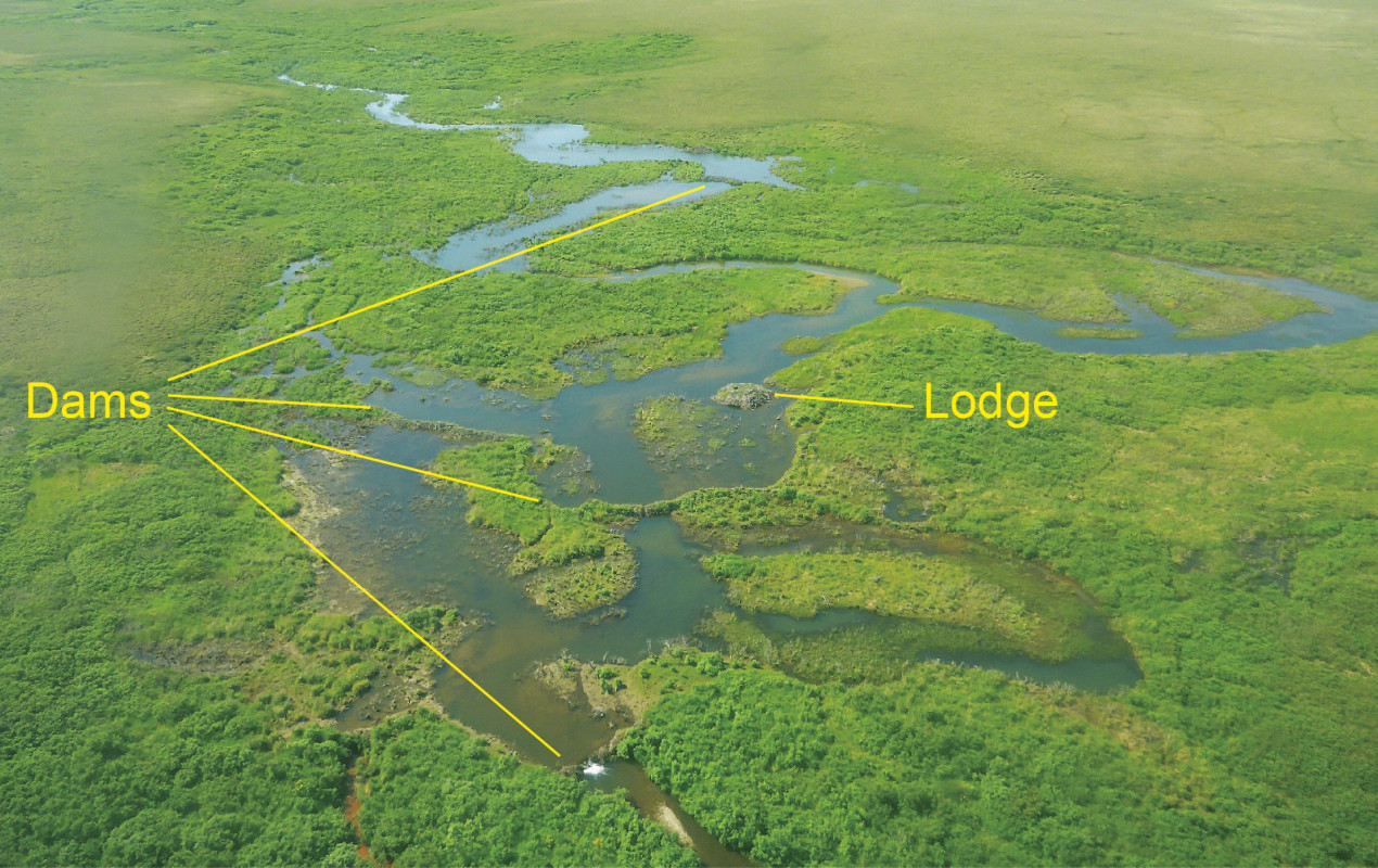 Beaver dams in the Arctic; Image credit Ken Tape/Arctictoday.com