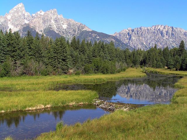 A beaver dam in Grand Teton National Park; Image Pixabay