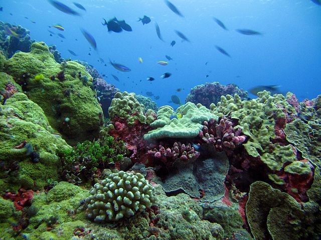 Coral reefs in Kiribati; Image Wikipedia