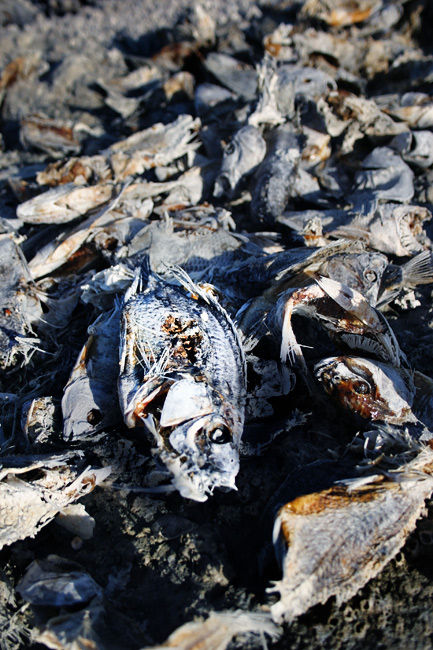 Dead fish on lake beach; Image Wikipedia