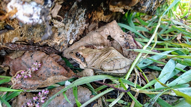 Can you spot the frog? Image Pixabay.com