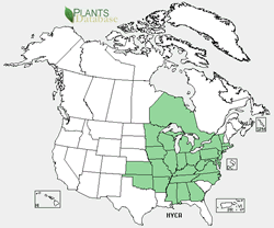 Where is Goldenseal found un the U.S? Image USDA