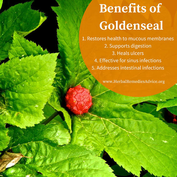 Uses of Goldenseal; Image Herbal Remedies Advice