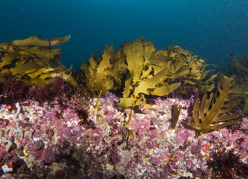Seaweed; Image Flickr/John Turnbull