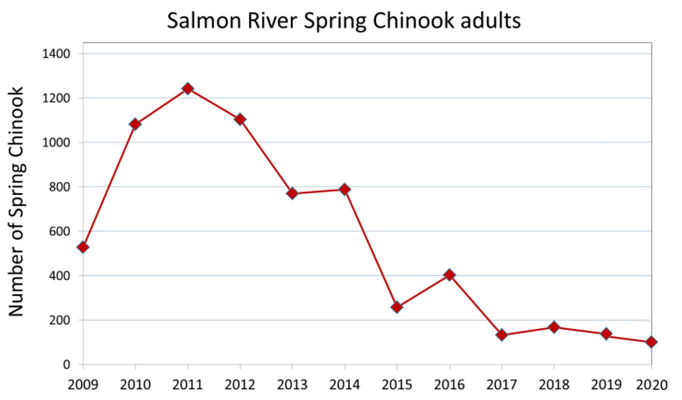 Decline in Pacific Chinook Salmon; Image Wild Salmon Center