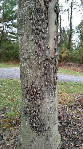 An infestation! Image Wikipedia