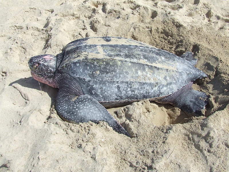 Leatherback Turtles; Image USFW/Flickr