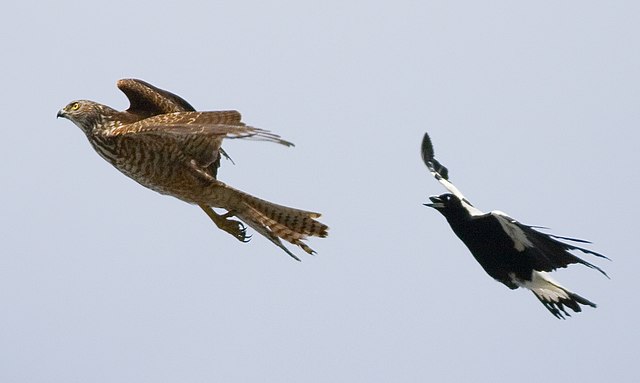 A territorial magpie chases a hawk; Image Wikipedia