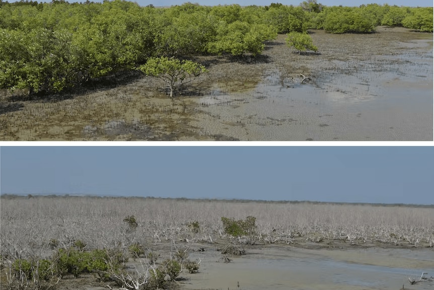 Mangrove death in the Gulf of Carpenteria; Image Dr. Norman Duke