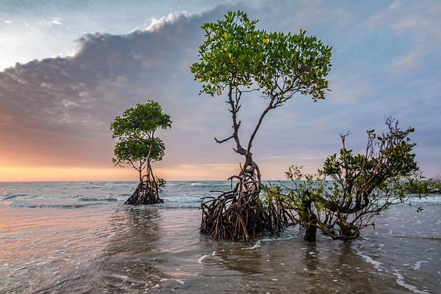 Coastal mangroves; Image Pixabay