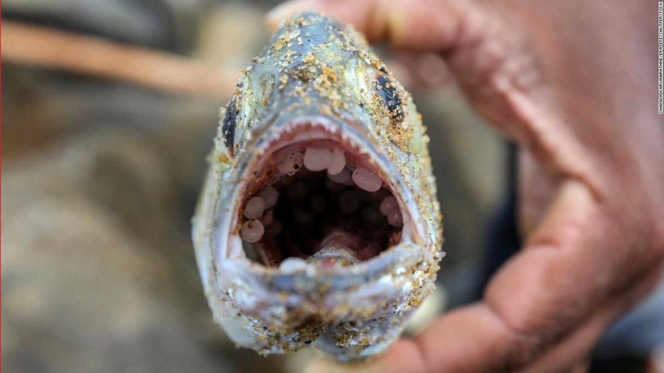 Fish swallow nurdles; Image Melissa Reitz/Animal Survivors International