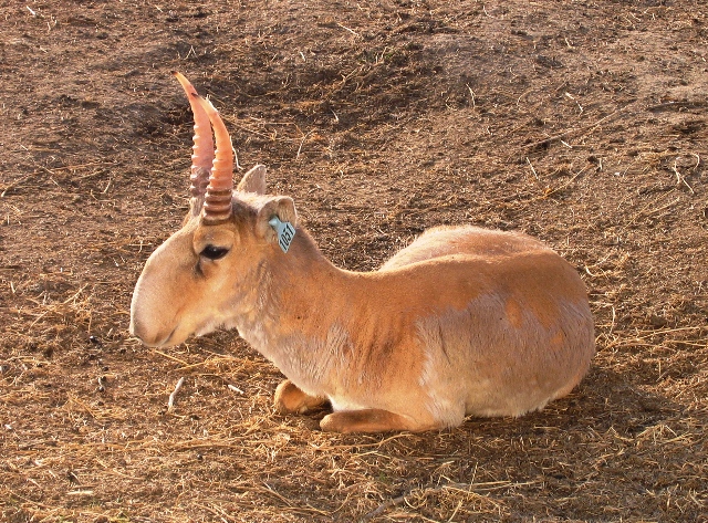 Saiga antelope, a success story; Image Wikipedia