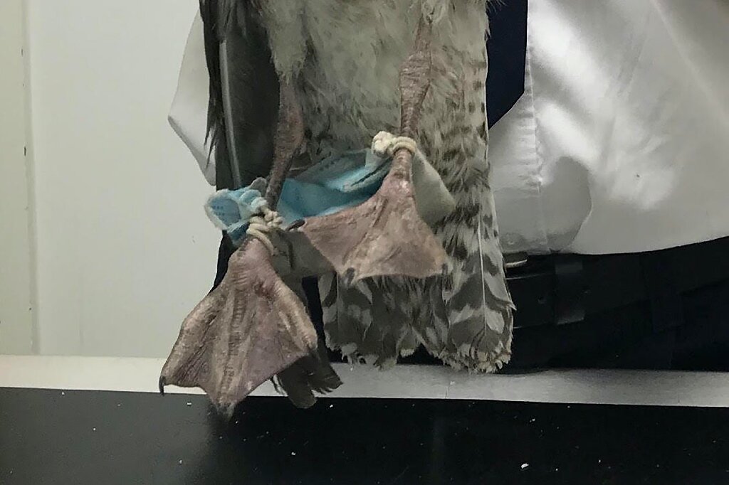 A seagull's feet bound in a mask; Image Phys.org