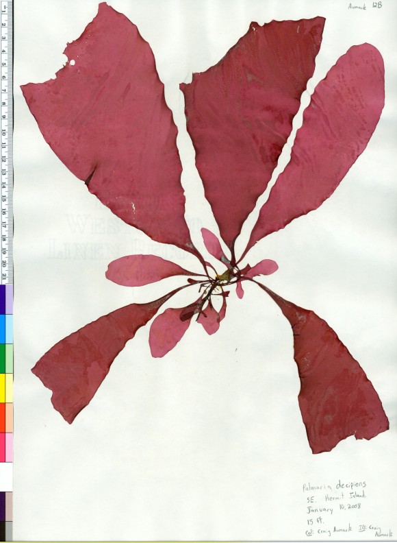 New species in Antarctica; Image credit: University of California, Berkeley