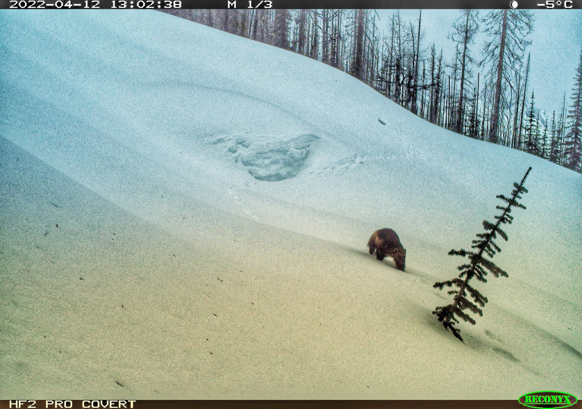 Image wolverinewatch.org