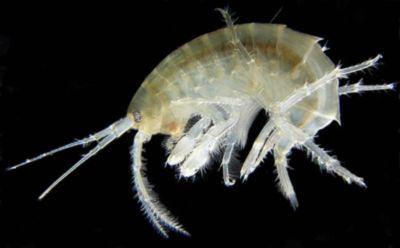 Amphipods; Image credit Michal Maňas via Wikimedia Commons