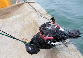 Image credit birdlife.org