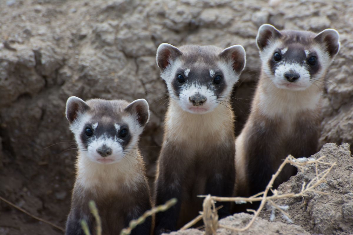 Black-footed ferret; Image Kimberly Fraser/USFWS