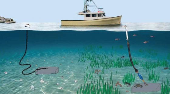 How boats damage seagrass; Image sailorsforthesea.org