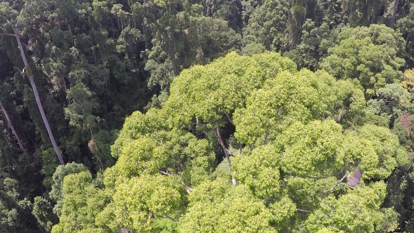 Picture from a drone; Image credit Alexander Shenkin