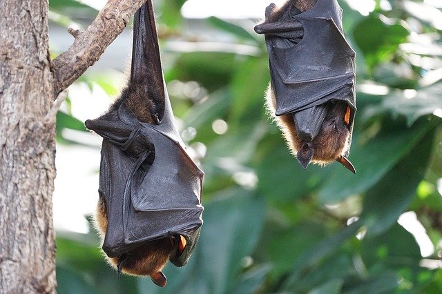 Image Pixabay Bats