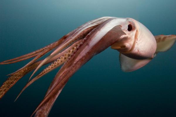 Image © Carrie Vonderhaar, Ocean Futures Society Humboldt Squid