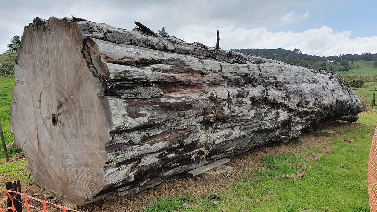 Kauri Tree; Image Nelson Parker