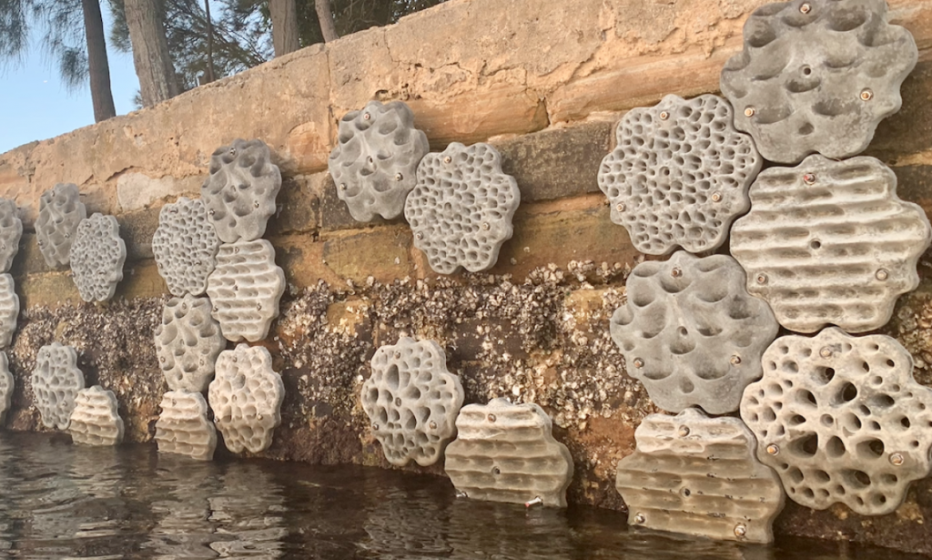 Living sea walls; Image unsw.edu.au/Dr Mariana Mayer Pinto