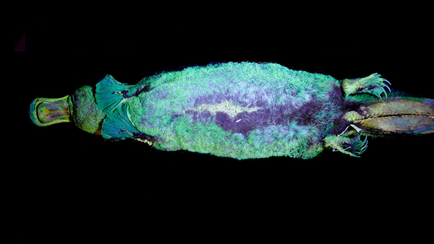 A glowing platypus; Image Mammalia 2020; 10.1515/mammalia-2020-0027)