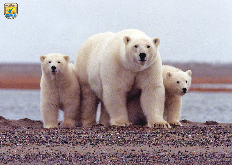 Image credit Flickr/U.S Fish & Wildlife Polars bear family