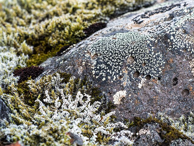 Moss and lichen as biocrusts; Image Wikipedia