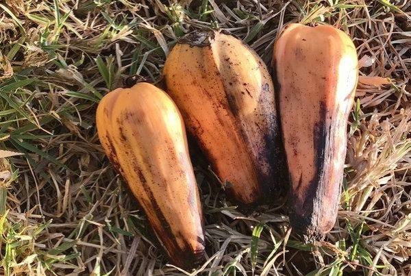 Enset banana; Image BBC