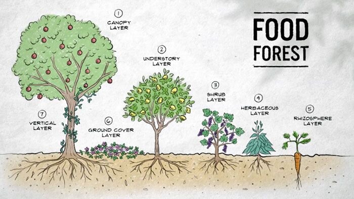Layers of a Food Forest; Image ABC.net