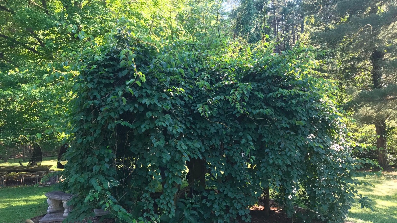 Image thefoodscaper.com