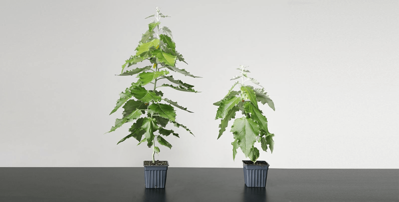 Growing GMO Poplars in labs; Image Living Carbon
