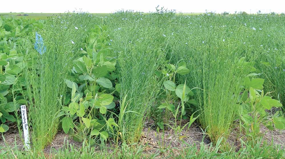 An example of intercropping; Image Alexis Stockford