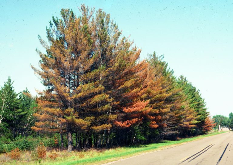 Trees damaged by road salt; Image USDA Forest Service