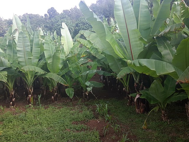 An enset plantation; Image Wikipedia