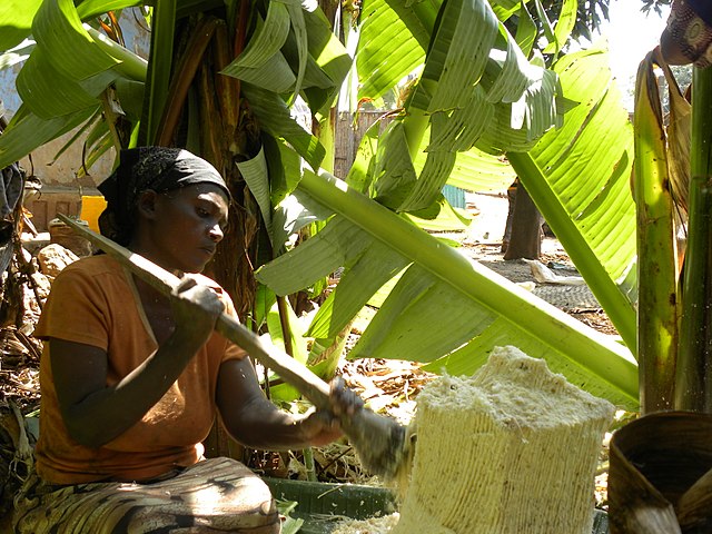 An Ethiopian woman extracting the edible part of the plant; Image Wikipedia