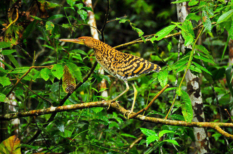 Birds in Yasuni NP; Image Flickr/CC