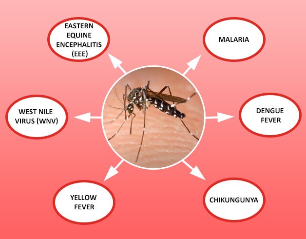 Diseases caused by mosquitoes; Image medicalindiatourism.com Diseases caused by mosquitoes