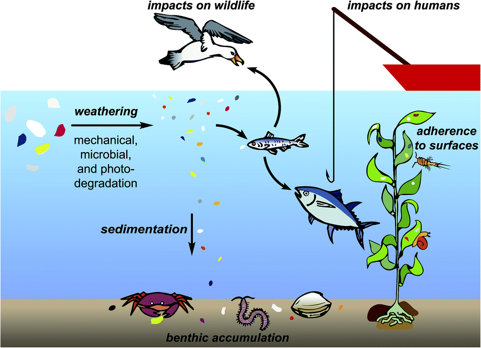 Microplastics in the env; Image credit Vivian Lin/Environmental Science