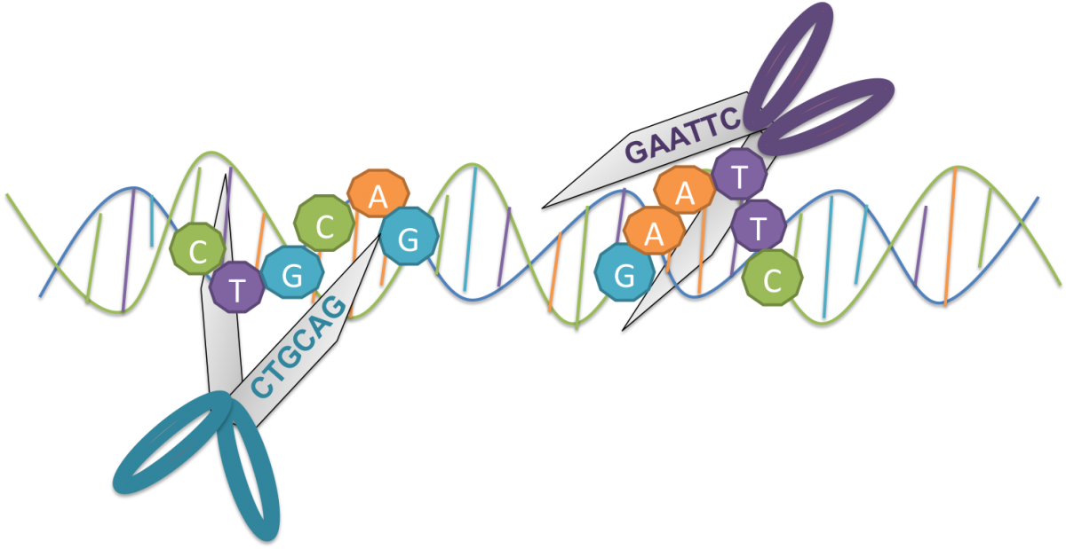Genetic Engineering; Image: cornell.edu