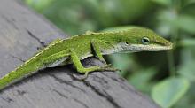 Lizards Adapt To Hurricanes!