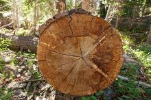 Time Travel Through Trees